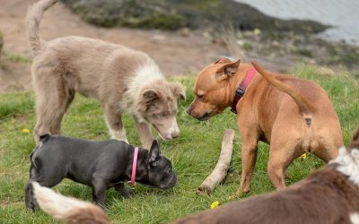pups watch adult dog