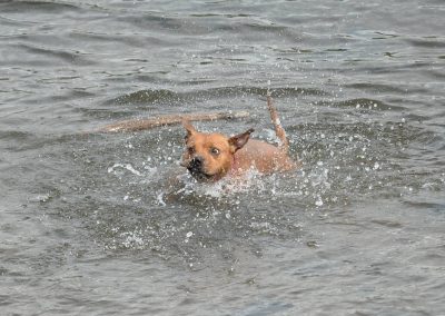 staffy swimming