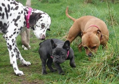 tiny blue french bulldog puppy
