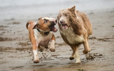 Potiphar and Brodie dogs running and playing
