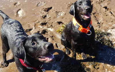 labradors getting a treat