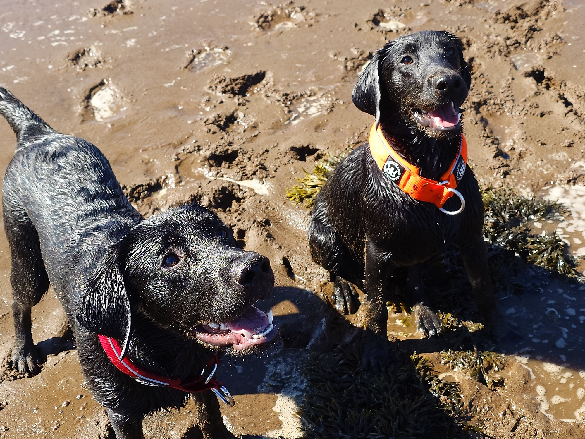 labradors getting a treat