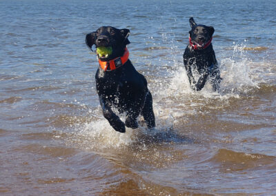 labradors running back with a ball