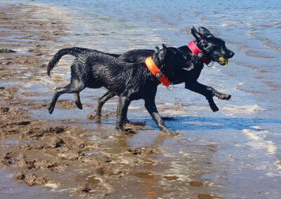 two black labradors at the beach