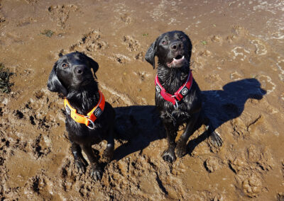 two labradors sitting nice for a treat