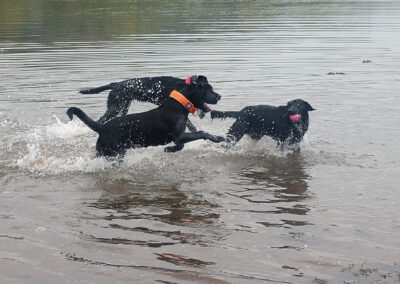 3 labradors in the water