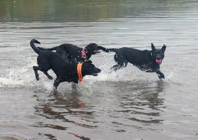three black labradors