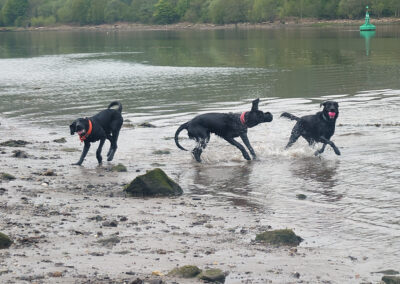 afternoon dog walk