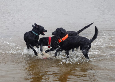 dog walking 3 labradors at erskine beach