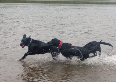 3 labradors running