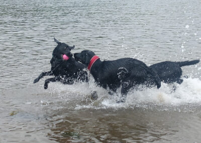 dog wlaking 3 black labradors