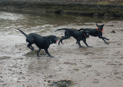 three labradors at erskine beach