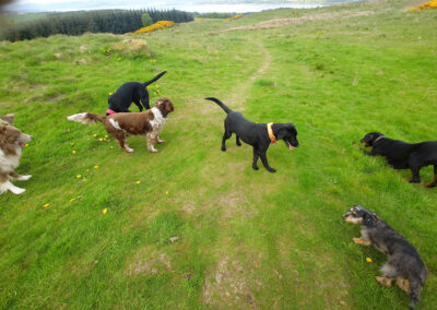 dog walking in langbank with 5 dogs