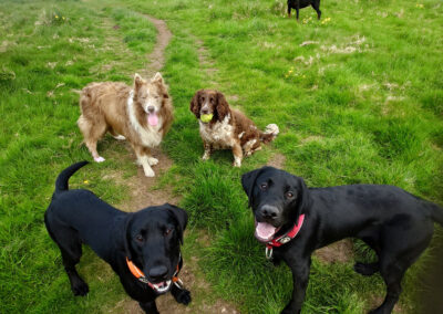 group of 5 dogs in the countryside