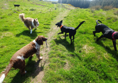 5 dogs running on grass