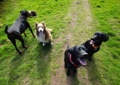 dog walking at knockmountain