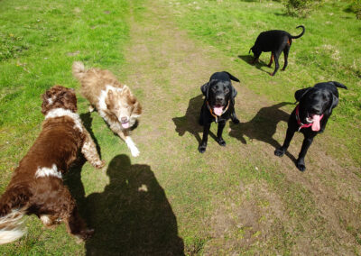 happy doggies on a walk