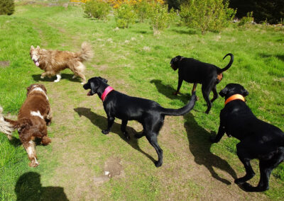 walking 5 dogs on a sunny day