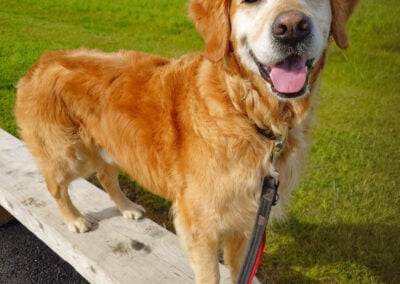 golden retriever standing on a bench