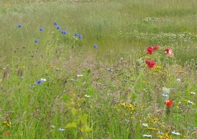 poopy filled meadow