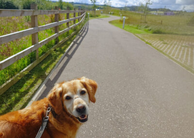 Dog on a park pathway