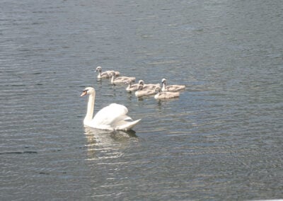 swan and cygnets