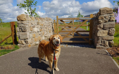 Bracken dog standing at gate entrance