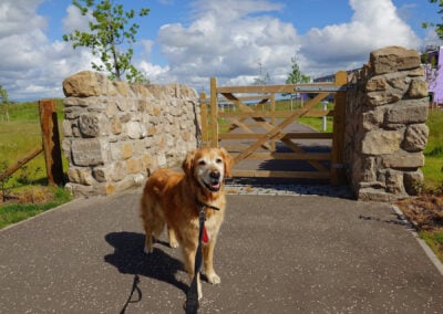 dog standing at gate entrance