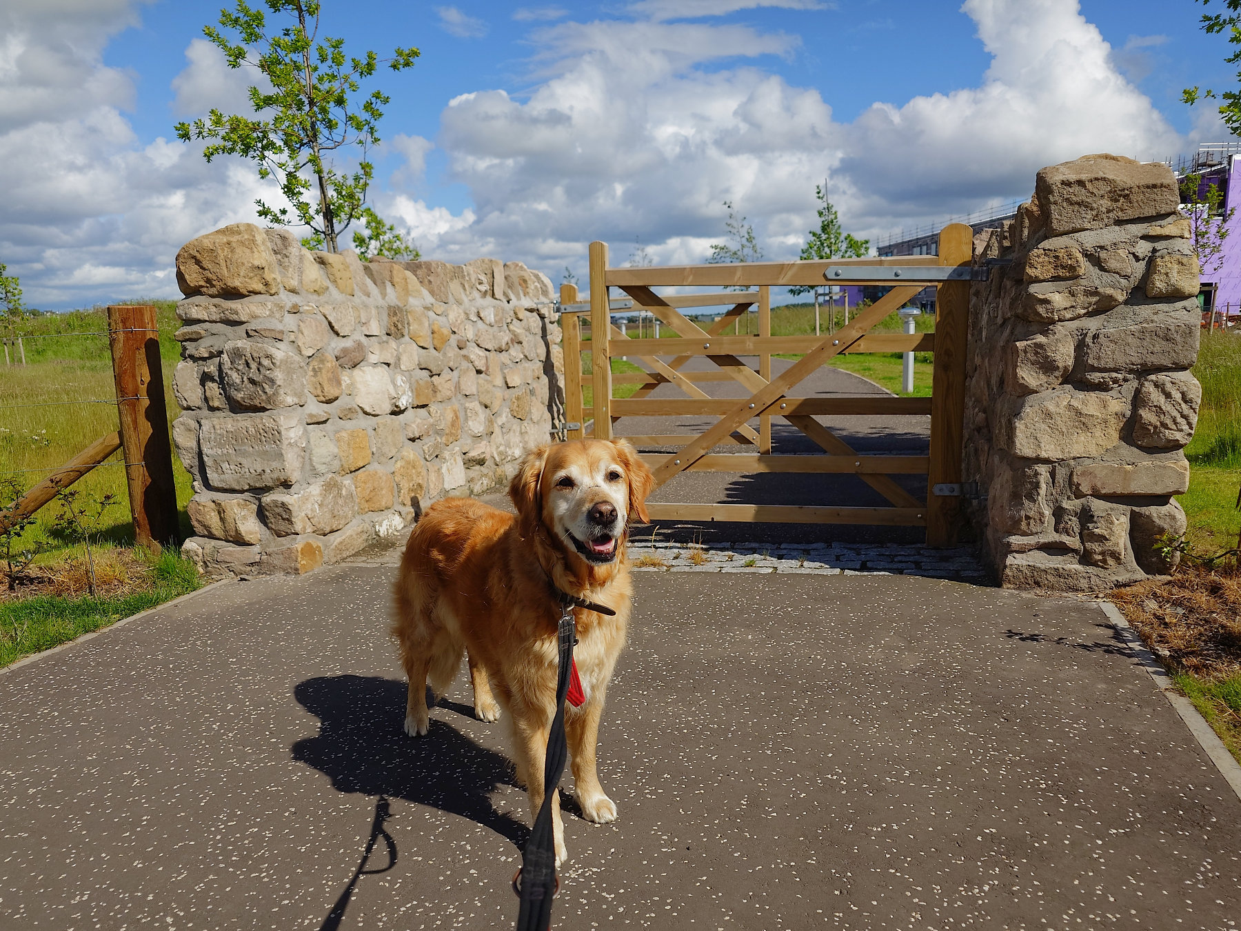dog standing at gate entrance