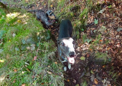 Whippet