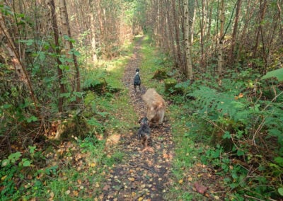 long path through the woods