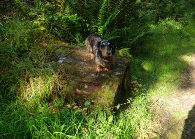 dog on log