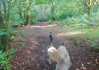 dog walking in Finlaystone