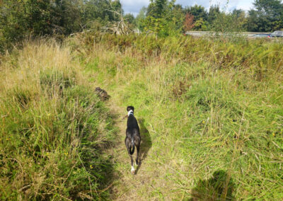 dog walking in Finlaystone's new trail