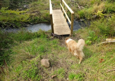 dogs crossing a newly built bridge