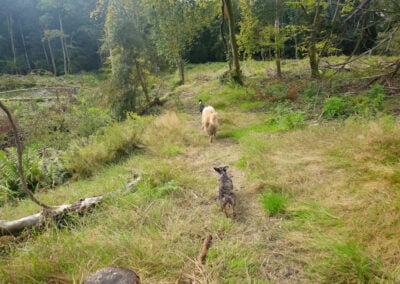 dogs running on grass
