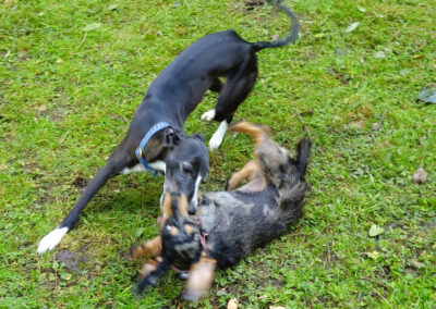 whippet and dachsund