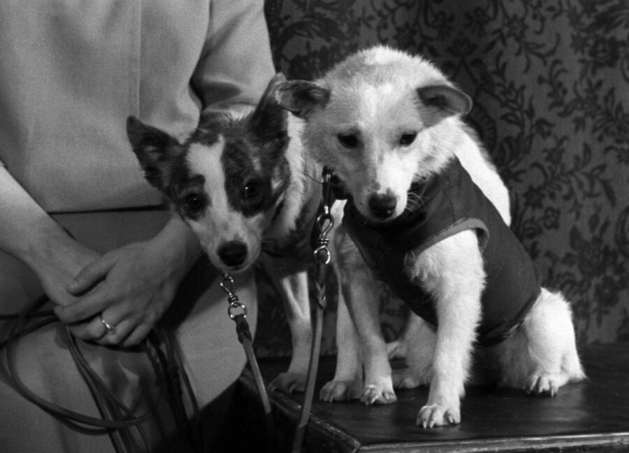 dogs Belka and Strelka