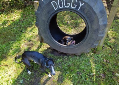 dog in giant tyre