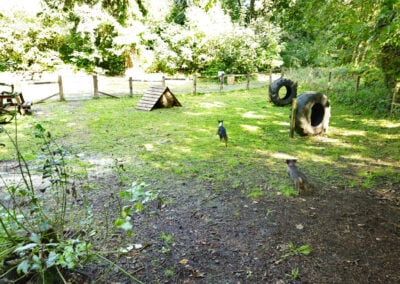 dogs running after a ball