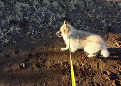 german shepherd puppy on a lead