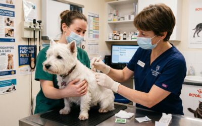 A_dog_getting_microchipped_at_a_Vet_clinic_in_the_uk-0
