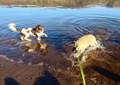 springer spaniel and German shepherd puppy