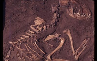 Ancient dog fossils A fossil of a dog