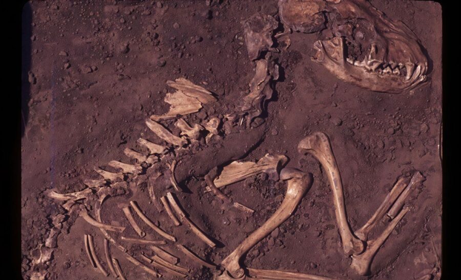 A fossil of a dog