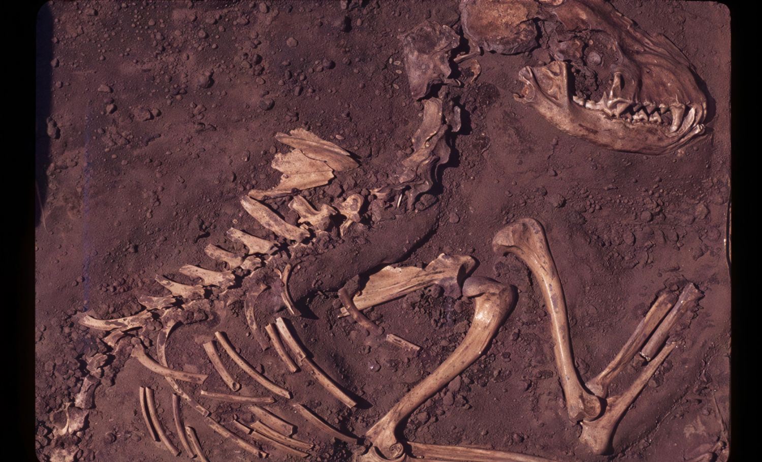 A fossil of a dog