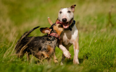 two dogs playing together on a sunny day