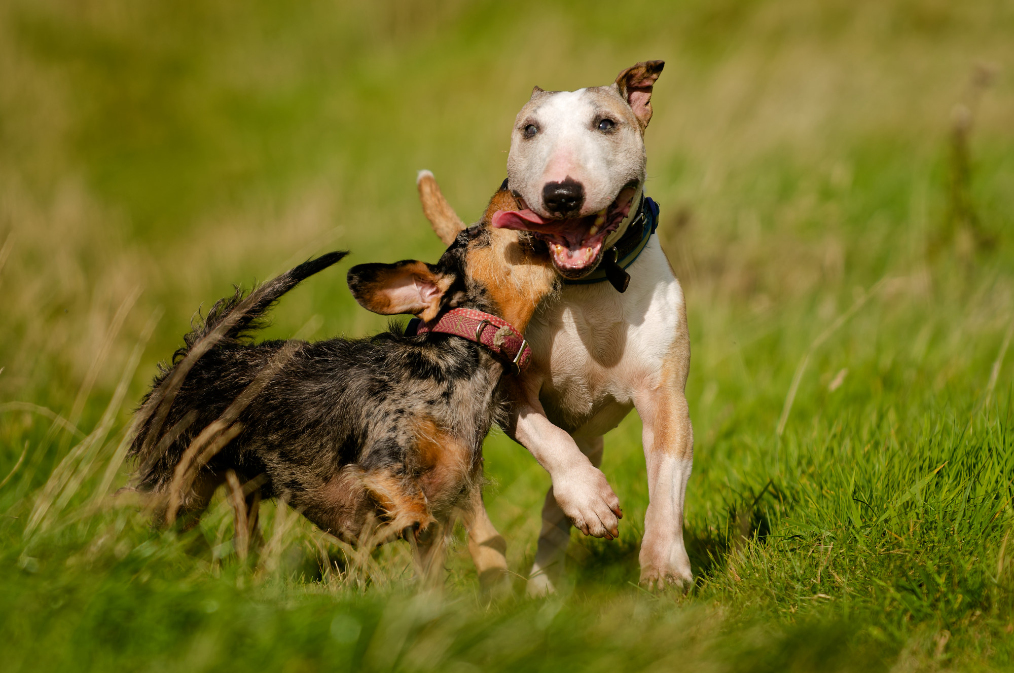 Perfect and Potiphar two dogs playing together on a sunny day