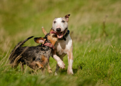 dachshund and english bull terrier playing