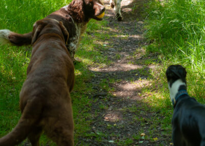 dogs walking the scout trail in finlyastone